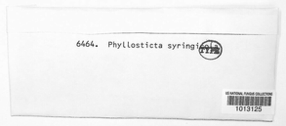 Phyllosticta syringicola image